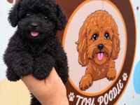Black Kore Toy Poodle