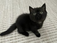 50 Günlük British Shorthair Yavru Kediler