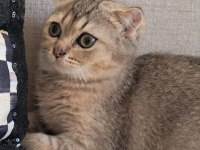 Scottish fold dişi kedimiz