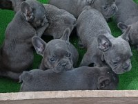 Blue üst kalite french bulldog bebekler