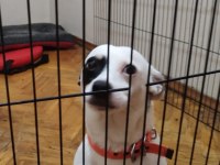 ARES 2 YAŞINDA JACK RUSSELL MELEZİ