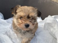 (SDK) çiftlikten sevimli Morkie yavrular