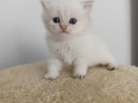 British Longhair Golden Point