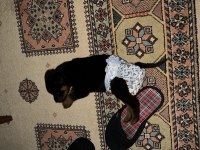 3 aylık dişi rrottweiler yavrumuz