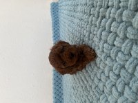 Muhteşem yüz renk ve tüy kalitesine sahip poodle bebekler