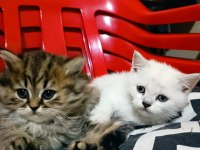 British longhair ve blue point