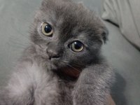 Scottish fold iki aylık mama ve kum eğitimi var