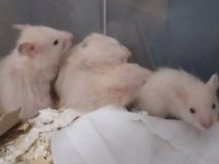Saf Teddy Bear Hamster Yavruları