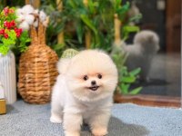 Pomeranian Katya