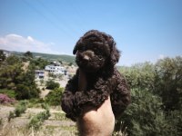 Çikolata poodle yavrularımız