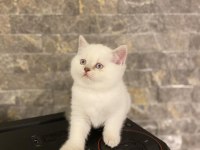 BEBEK YÜZ BRITISH SHORTHAİR YAVRULARIM 