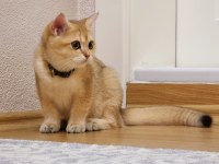 British Shorthair Ny11 Dişi ve Erkek Yavrular