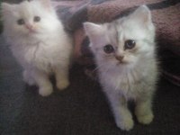 Yavru british longhair