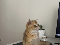 3 AYLIK GOLDEN BRITISH SHORTHAIR