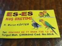 Hobi üretimden sevda papağanı