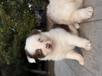Orjinal Safkan Border Collie Yavrular