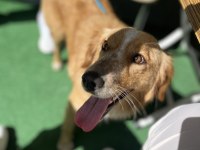 Dünya Tatlısı Bir Melez Köpeği Sahiplenme
