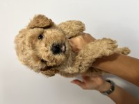 Harika Güzellikte Maltipoo Yavrular