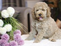 Mükemmel karakterleri ile Labradoodle yavrularımız