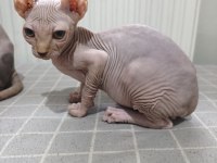 NakedBeautySphynxCattery Kediler