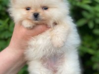 Pomeranian Beyaz Yavrumuz