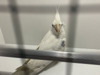 BEMBEYAZ Wİ-Fİ KIRMIZI GÖZ SULTAN PAPAĞANI