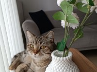 1 yaşında uysal british shorthair