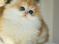 Safkan golden Ny 12 muhteşem tip british longhair