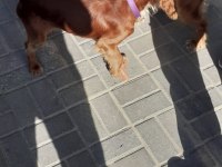 %100 ırk garantili şecereli cocker