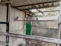 Tepeli paçalı miro güvercinler kalite