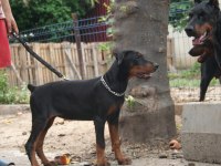 Kif a secereli yurtlarından gelme doberman damizliklar