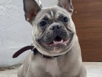 Dişi French Bulldog 9 Aylık