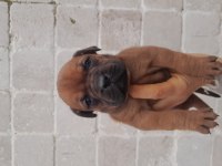 Çok tatlı Boxer Yavrum