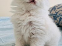 Yılbaşı çiçekleri british longhair