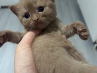 British shorthair erkek