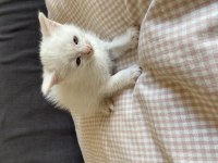 Yavru British Shorthair