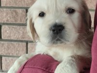 Golden Retriever Kapıda Ödeme Hizmetimiz Vardır