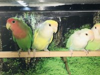 Hazır yavrular ve damızlıklar cennet ve sevda papağanları