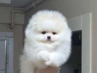 Üst kalite mini boy orijinal ırk pomeranian boo dişi