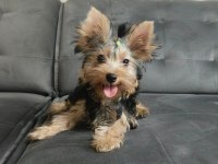 Micro Boy Yorkshire Terrier Bebekler