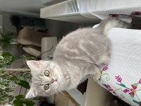 British Longhair ve Scottish Fold