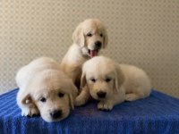 Erkek dişi golden retriever yavrularımız