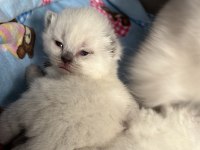 British shorthair blue point