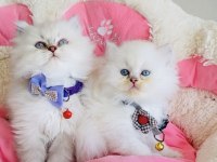 Pansuman şekeri tadında maviş british Longhair bebeğim 
