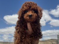 Ankranın En Seçkin Redbrown Toy Poodle Yavruları