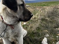 Orjinal malaklı yavru köpekler
