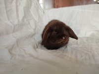 Cüce lop/miniatur lop cüce tavşan çiftliği alanya