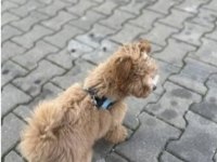 4 aylık maltipoo