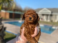 Tea Cup  ORJİNAL Toy Poodle Yavrulari