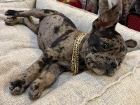 BEBEK FRENCH BULLDOG MERLE